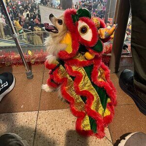 Chinese Dancing Lion Costume for a 5KG Dog